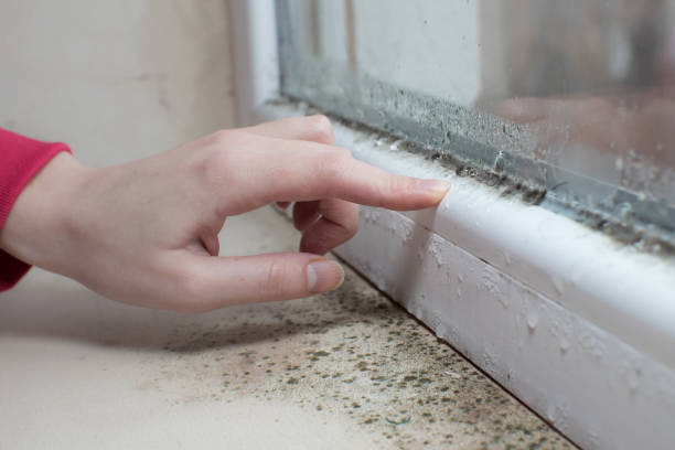 Best Mold Damage Restoration  in Mason, MI